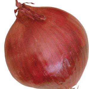 Onion PNG