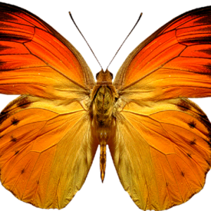 Orange butterfly PNG image, butterflies free download