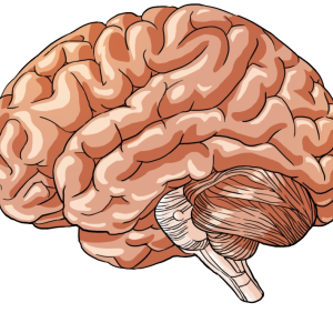 Brain PNG