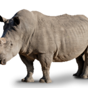 Rhino PNG