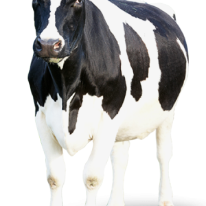 cow PNG