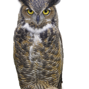 Owl PNG