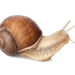 Snail PNG