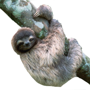 Sloth PNG