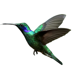 Hummingbird PNG