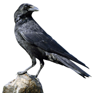 Raven PNG