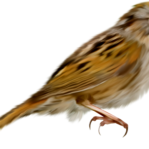 Sparrow PNG