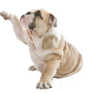 Bulldog PNG