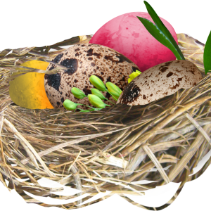 Nest PNG