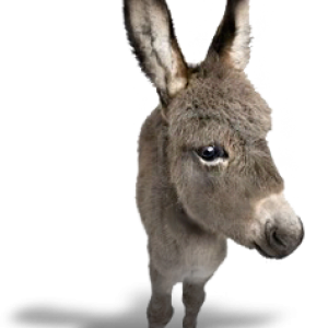 Donkey PNG