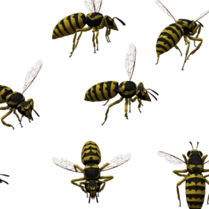 Bee PNG