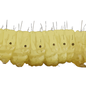 Caterpillar PNG