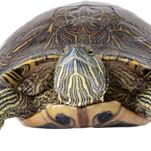 Turtle PNG