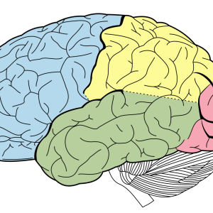Brain PNG
