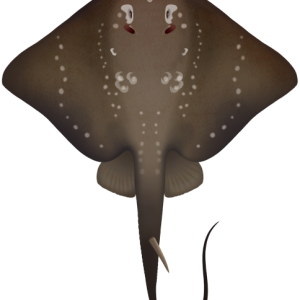 Stingray PNG