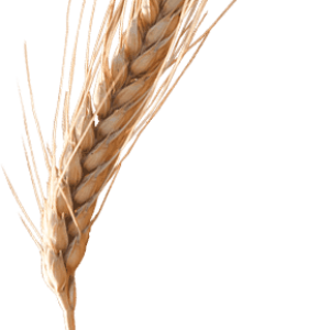 Wheat PNG