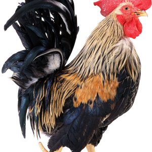 Cock PNG
