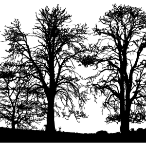 Forest PNG
