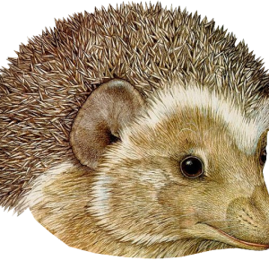 Hedgehog PNG