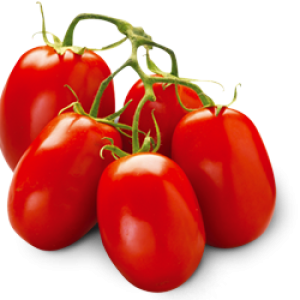 Many tomatoes on branch PNG
