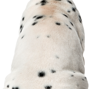 Dalmatian puppy back PNG
