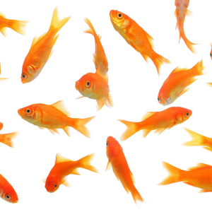 Goldfish PNG