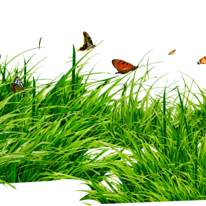 grass png image, green grass PNG picture