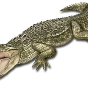 Crocodile PNG