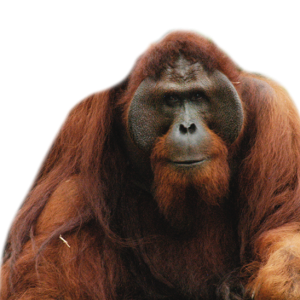 Orangutan PNG