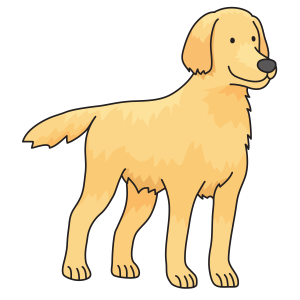 Labrador Retriever PNG