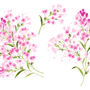 Lilac PNG
