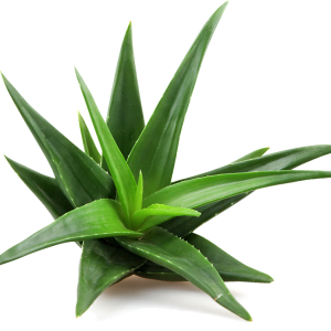 Aloe vera PNG
