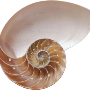 Seashell PNG