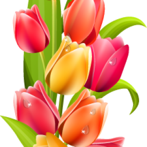 Tulip PNG image