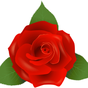 Rose PNG