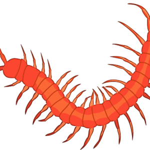red Centipede PNG