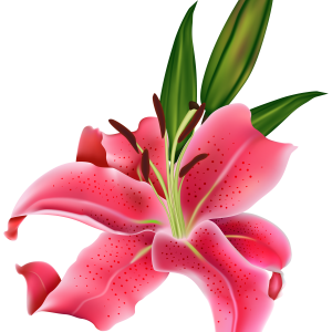 Lilium PNG