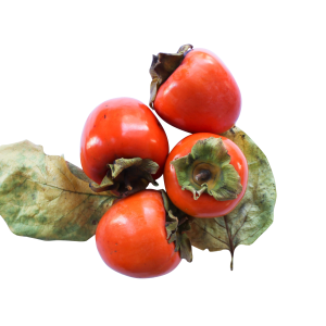 Persimmon PNG