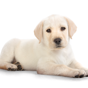 dog PNG image