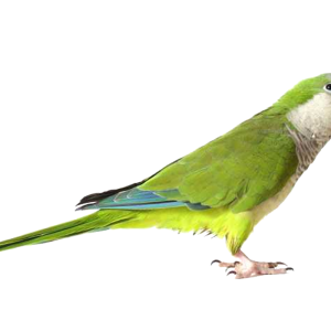 Green parrot PNG images, free download