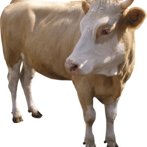 cow PNG