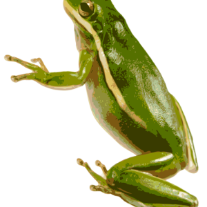 Green frog PNG