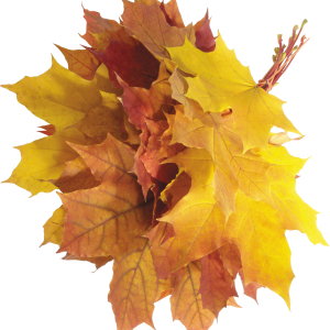 autumn PNG leaves
