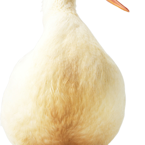 Goose PNG