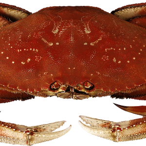 Crab PNG