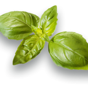 Spinach PNG