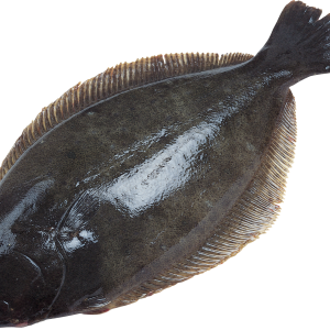Fish PNG
