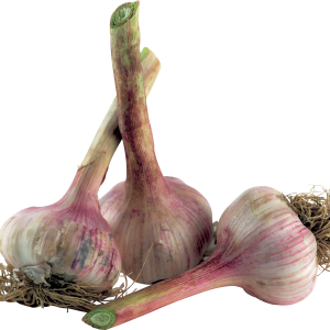 Garlic PNG