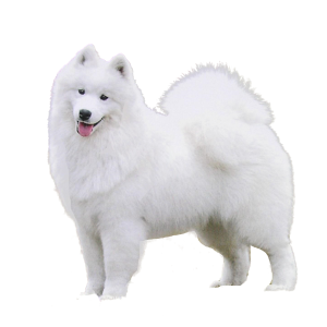 Samoyed PNG