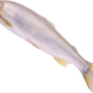 Fish PNG